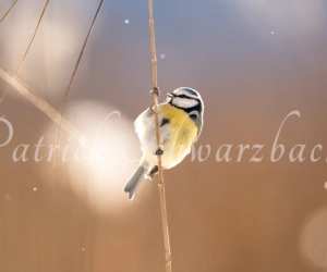 Blaumeise am Schilfrohr im Winer