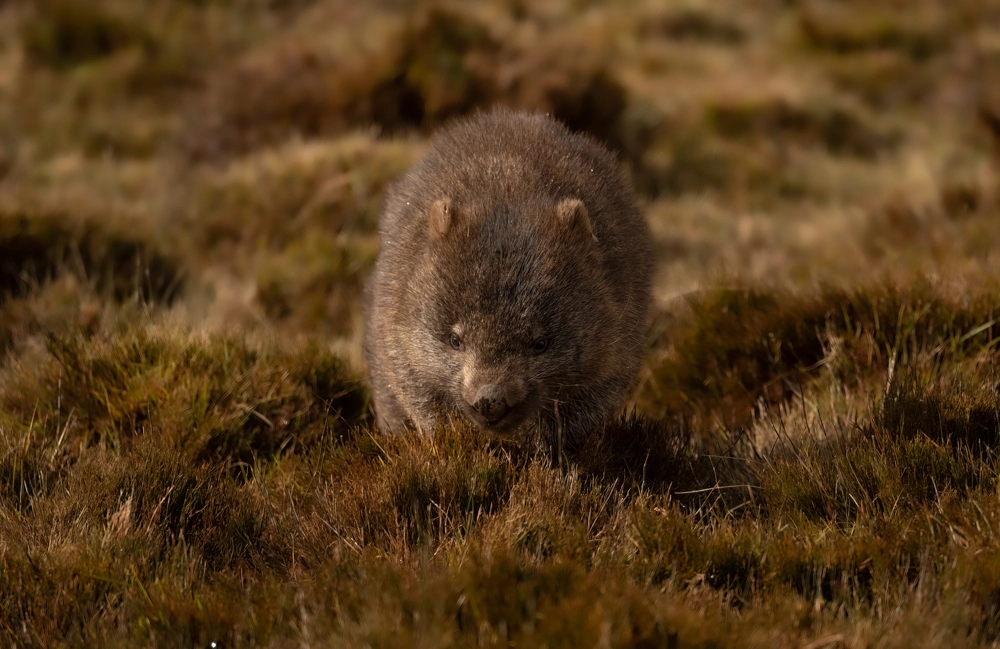 A trip to Tasmania