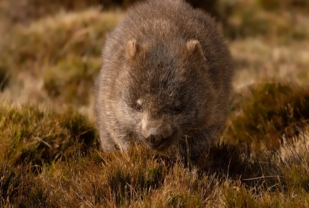 Eine Reise nach Tasmanien