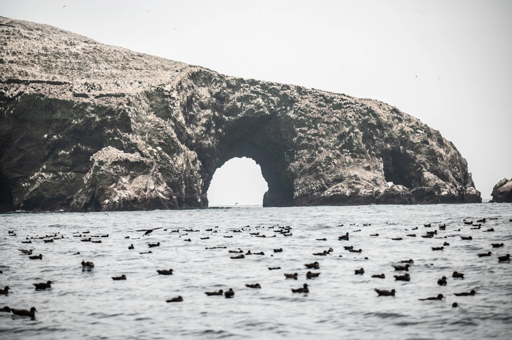Island with Shearwaters
