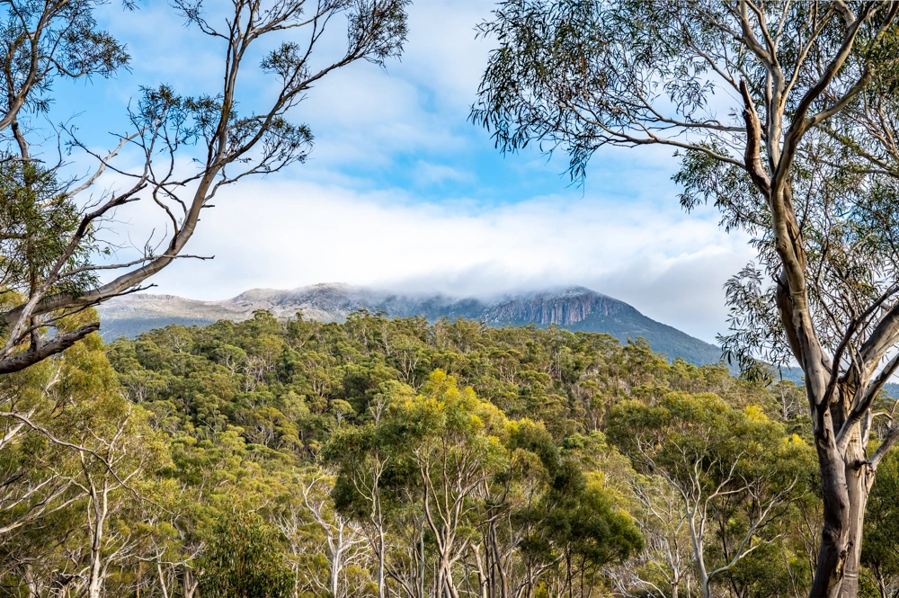 The Waterworks Reserve and the Nature Shock