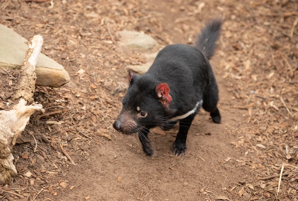 Bonorong Wildlife Sanctuary